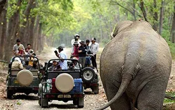 Corbett Fun Tour With 1 Canter Safari