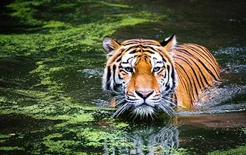 Corbett Fun Tour With 1 Jeep Safari