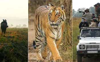Corbett Fun Tour With - 2 Jeep Safari